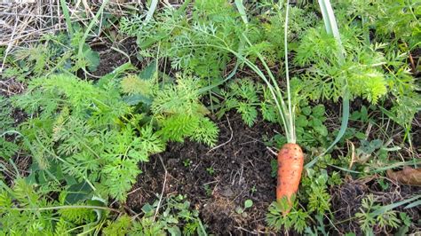 British Scientists Announce Solution For Carrot Cavity Spot Growing