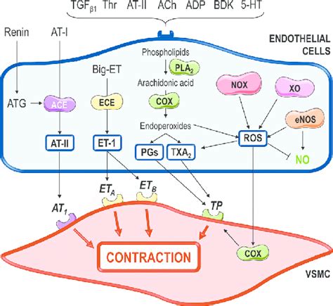 Multitude Of Pathways Involved In The Endothelium Dependent