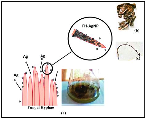 Schematic Representation Of The Synthesis Of Fh Agnps A Fungal