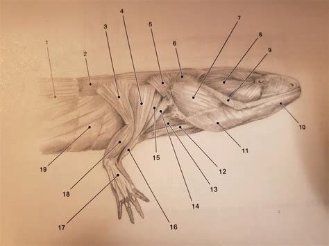 Lateral Fortrunk Of Necturus Diagram Quizlet