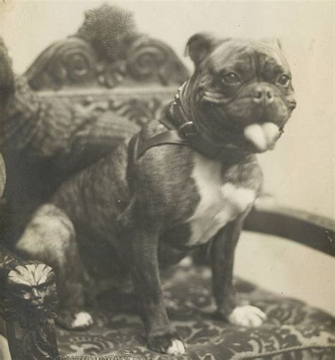 Rppc Original Vintage Dog Postcard Staffordshire Bull Terrier Circa