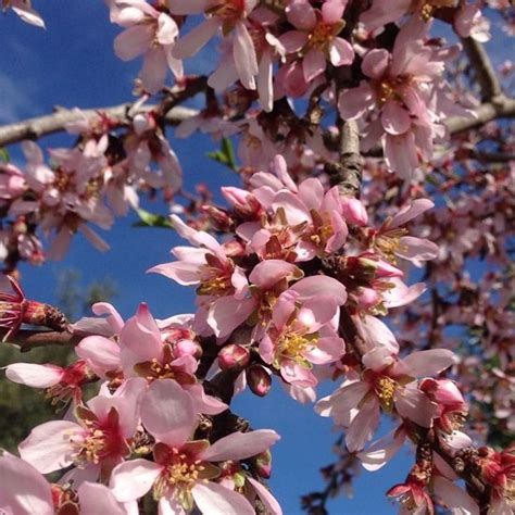 Do Almonds Grow On Trees How Do Almonds Grow Balcony Garden Web