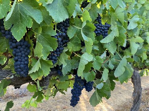 Vintage Report 2023 Blackwood Valley Wines Written By Vigneron Mick