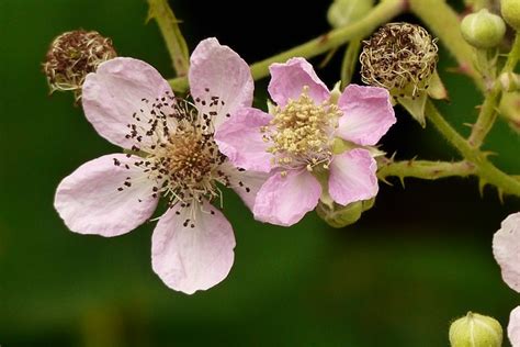 Blackberry Blossom Bramble Free Photo On Pixabay Pixabay