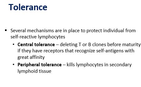 Lecture 51 Autoimmunity And Transplantation Flashcards Quizlet