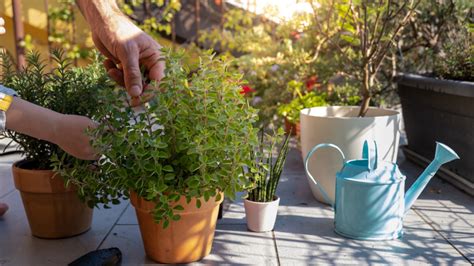 The Best Way To Harvest Oregano From Your Garden