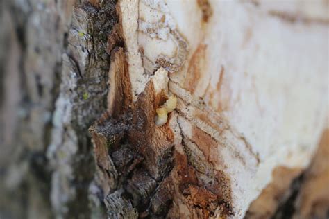 Warren County Survey Shows Emerald Ash Borer Infestation Has Likely Spread Adirondack Explorer