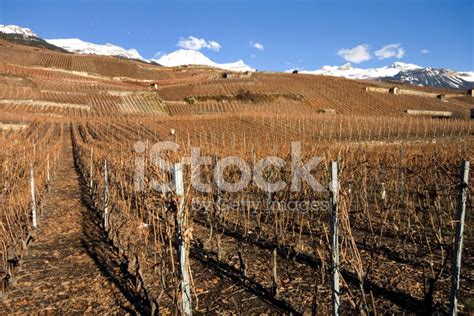 Hillside Vineyards Stock Photo | Royalty-Free | FreeImages