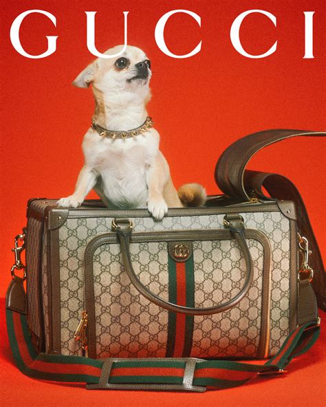 Gucci Introduces Pet Collection