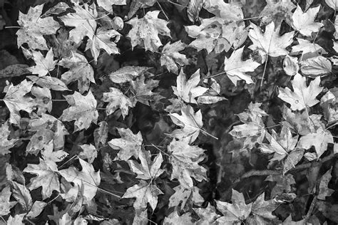 autumn black  white photography