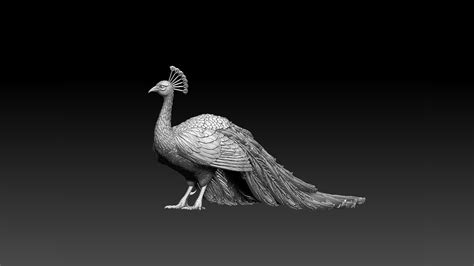 3D peacock - TurboSquid 1957383