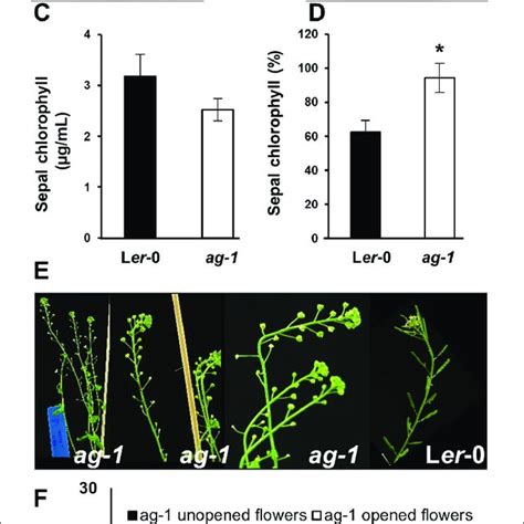 | Proposed model for Arabidopsis flower development. Initial AGAMOUS... | Download Scientific ...