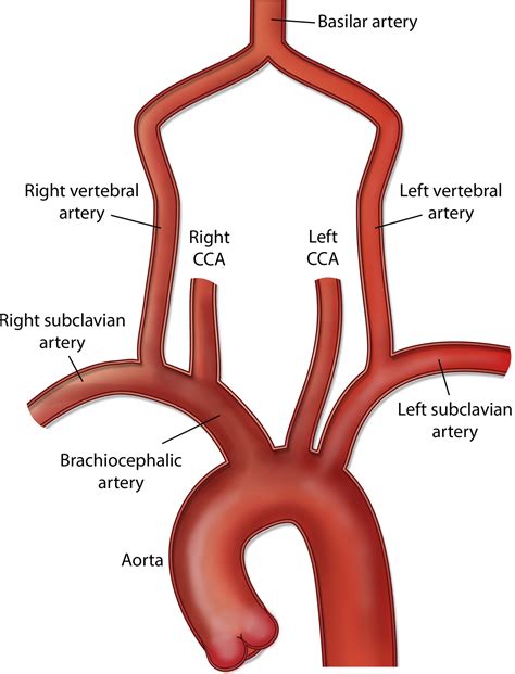 Sistemul Circulator Cardiovascular Subclavian Artery Vertebral Hot