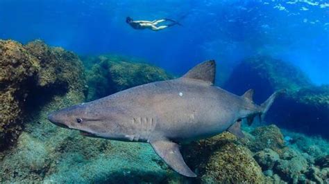 Fotografían Un Tiburón Solrayo Cerca De La Costa De El Hierro Canarias7