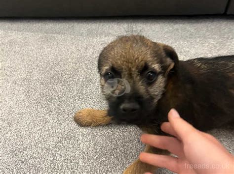 6 Beautiful Border Terrier Puppies For Sale In Cambridge Cb4 On Freeads