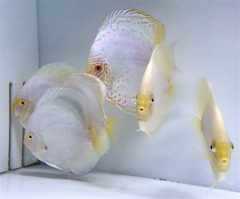 Snow White Discus Fish