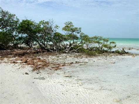 Mangroves – South Florida Aquatic Environments