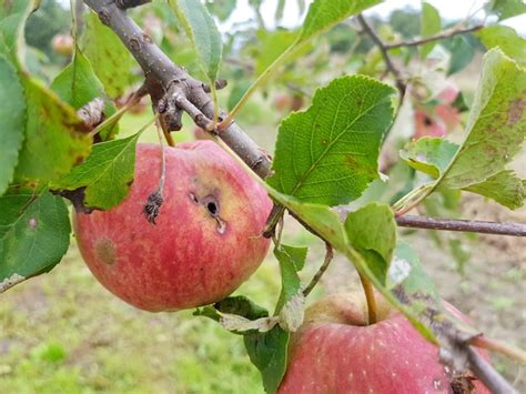 Ma S Vermelhas Podres Est O Penduradas Em Um Galho No Jardim Uma Ma