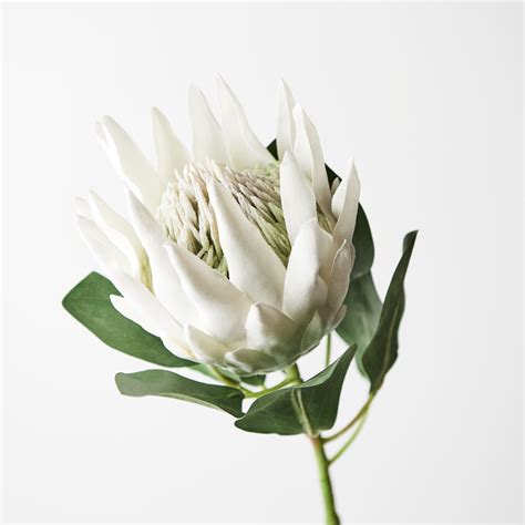 White King Protea Fi8494 Wh