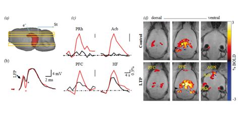 Functional MRI Of Long Term Potentiation Imaging Network Plasticity