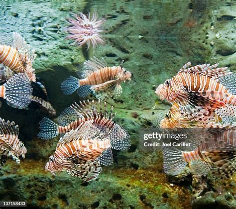lionfish images   premium high res pictures getty images