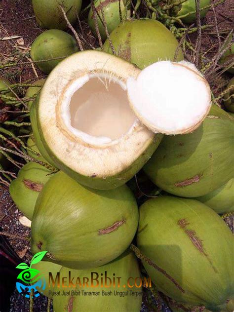 Kelapa Pandan Wangi Jual Bibit Tanaman Buah Termurah Mekar Bibit