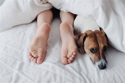 Sleeping with your dog: Improve mental health, reduce stress