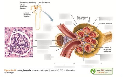 Renal Corpuscle Diagram Quizlet