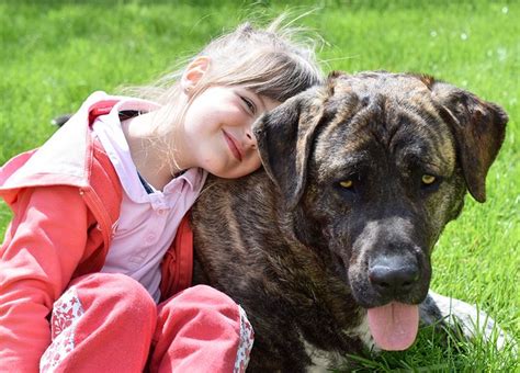 Perros Guardianes Para Familias Y Ni Os Las Mejores Razas