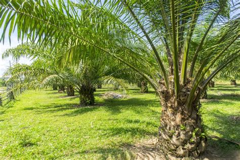 Palm Oil Tree Plantation