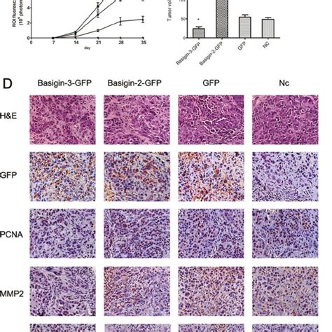 Basigin 3 Inhibits Hcc Proliferation And Invasion And The Expression Of Download Scientific