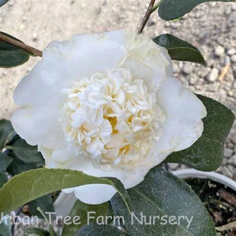 Camellia Japonica Shiro Chan STD Urban Tree Farm Nursery