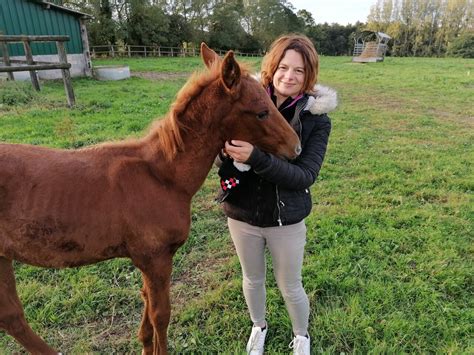 Calvados ce haras de chevaux de course ouvre pour la première fois au