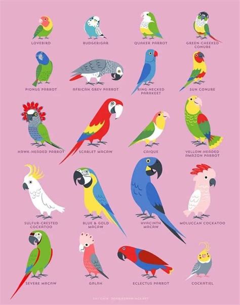 an illustrated poster with different types of parrots on it's back and sides