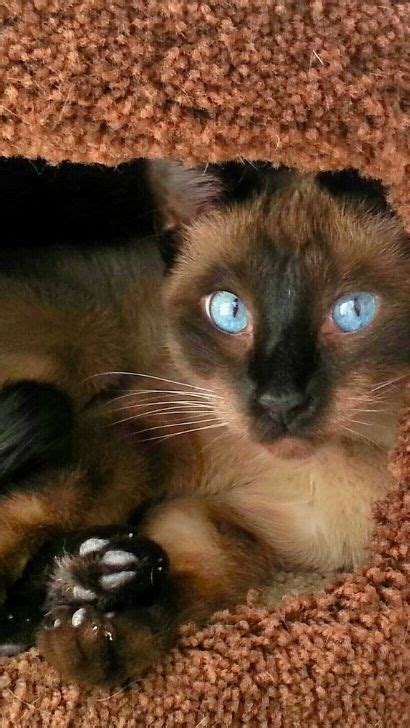 Pregnant Siamese Cat Navigating The Journey Of Siamese Cat Pregnancy