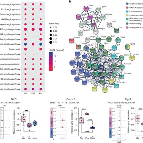 Chromatin Accessibility And Expression Of Serotonergic Genes Are