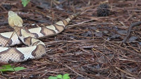 Copperheads Are Moving In Georgia Heres How To Protect Yourself