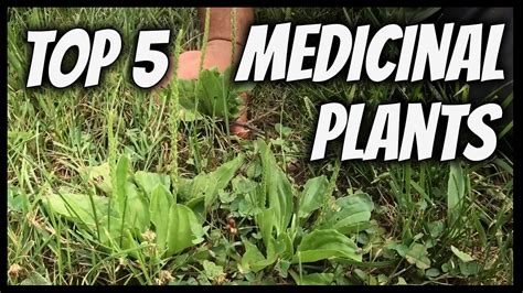 Top 5 Medicinal Plants - Longer Life Plan