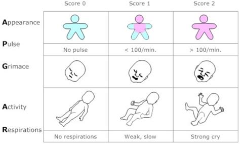 Obgyn Flashcards Quizlet