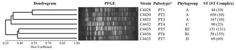 Upgma Dendrogram Pfge Patterns And Molecular Typing From Seven