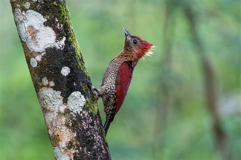 Papel de parede Pássaros Animais natureza ramo animais selvagens