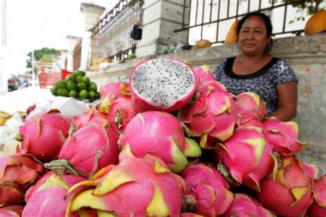 Impulsarán Producción De Vainilla Y Pitahaya En Veracruz Portal De