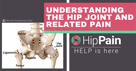 Understanding the Hip Joint Anatomy and Hip Joint Related Pain