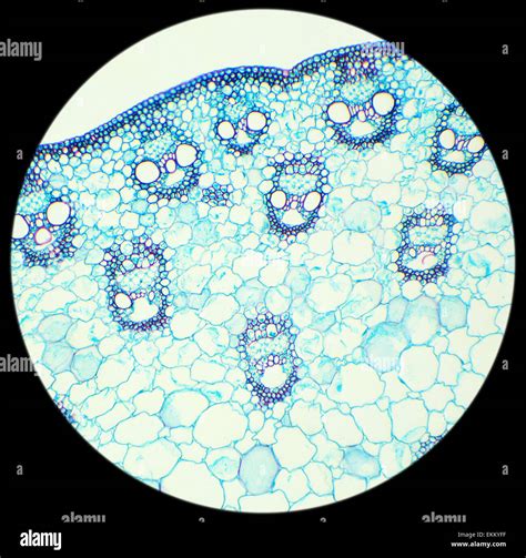 Corn Stem Under Microscope