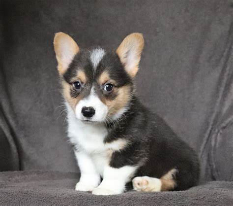 Pembroke Welsh Corgi Puppies For Sale Artofit