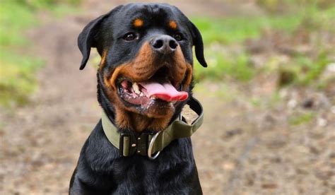 Understanding Rottweiler Temperament | The Rottweiler Breeder