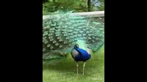 Peacock Enjoy Rainy With Peacock Dance 🦚🦚🦚🦚🦚🦚🦚🌧️🌧️🌧️🌧️💧💧💧💧 Youtube