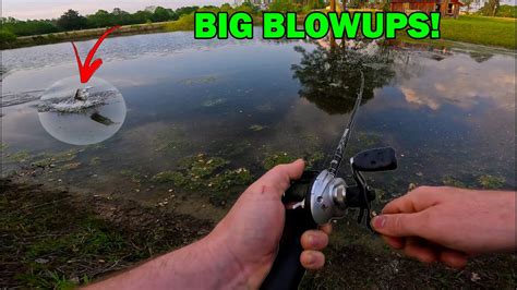 TOPWATER FISHING The Backyard Pond BIG BLOWUPS YouTube