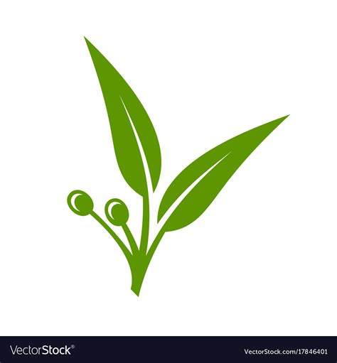 Eucalyptus Green Leaves Icon On White Background Vector Image