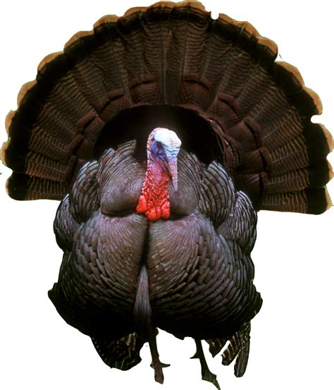 Turkey Bird PNG Transparent Turkey Bird.PNG Images. | PlusPNG